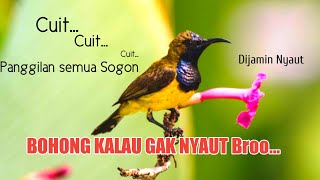 Download lagu Panggilan Sogon CUIT CUIT dijamin Langsung Nyaut Nembak mp3
