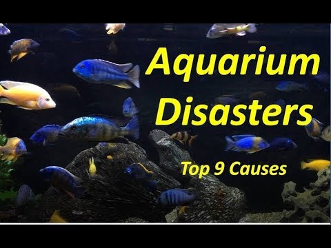 Aquarium disasters- Top 9 Reasons  they Occur