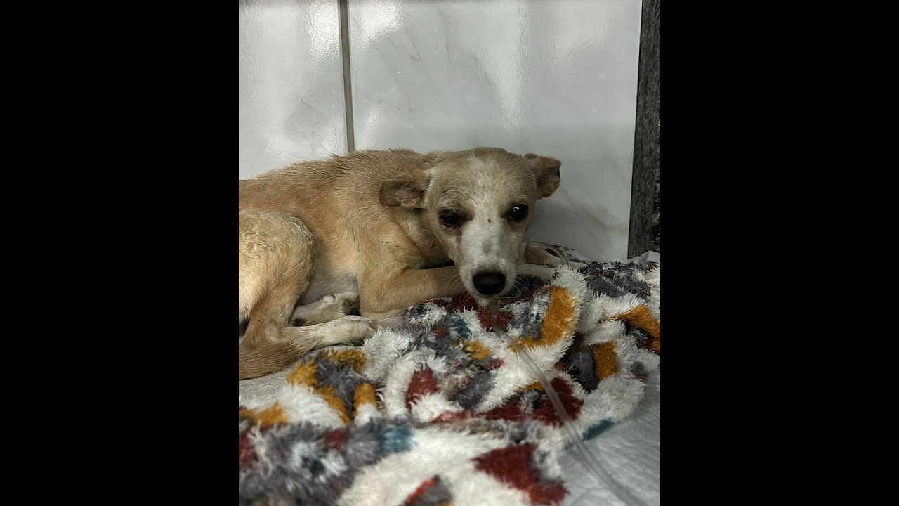 Miniatura do YouTube