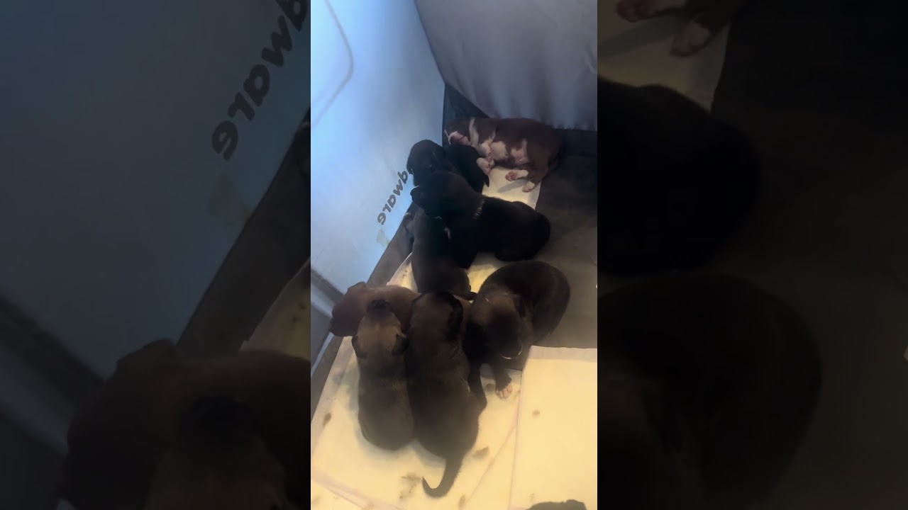 Enlarge 7 Week Old Puppies, a ADOPTABLE mixed breed in Monrovia , CA video 2/6
