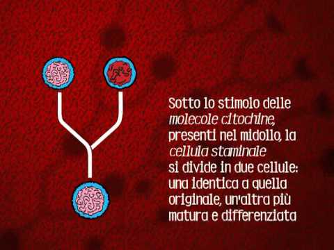 Tutto per la potenza in Bielorussia Quanto velocemente per aumentare la potenza negli uomini