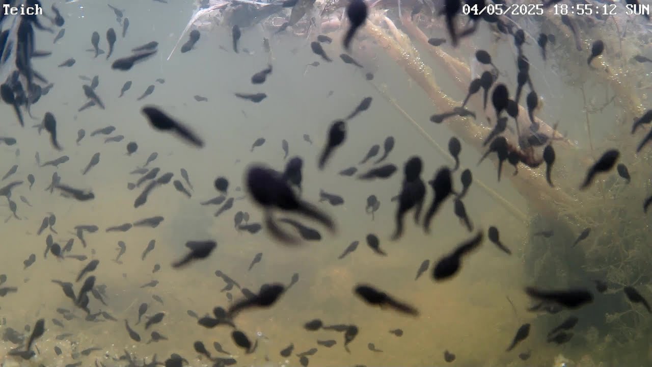 Invasion der Kaulquappen vor der Teichkamera | 04.05.2025