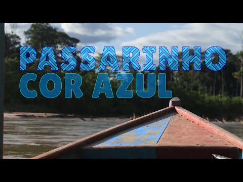 Passarinho Cor Azul _ Grupo Kayatibu Huni Kuin_ Ni Ishanai ~ Floresta Futuro