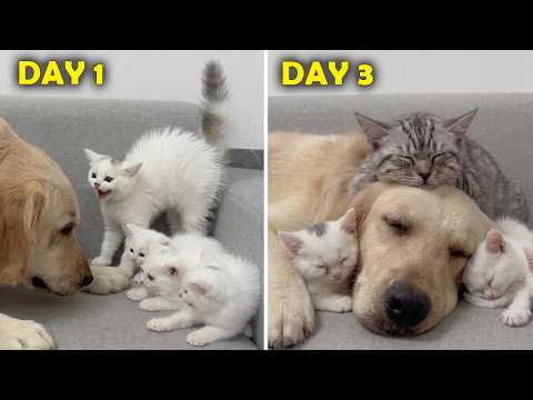 YouTube 썸네일