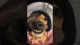 Tonight will be the night dog meme