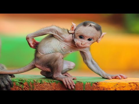 Lustige Tiere 5 Minuten in einem Atemzug zum Totlachen! Beste 😻 Katzen und 🐶 Hunde HD (TikTak) 2021