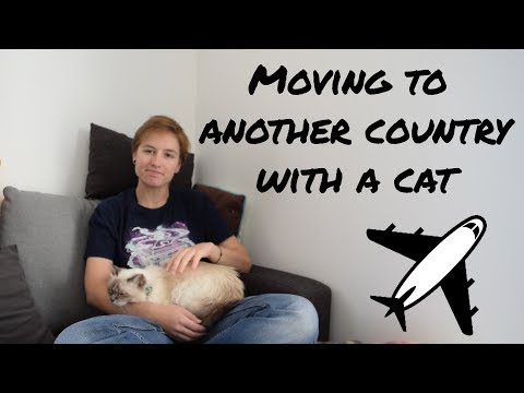 帶著貓咪乘飛機旅行｜從魁北克到法國｜Crazydivers------。 (Traveling in a plane with a cat | From Quebec to France | Crazydivers)