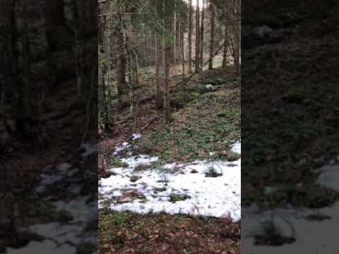 Faszination Bergjagd 03.01.21 Bosnien und Herzegowina Jagdrevier Bratilo