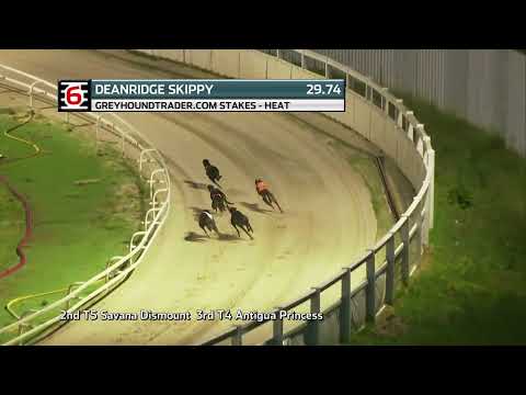 2022 GREYHOUND TRADER - HEAT 2 - T6 DEANRIDGE SKIPPY