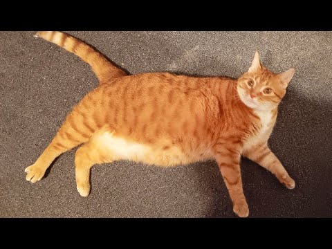 Funniest Cats Videos 2025 😼 Try Not To Laugh 😹 Part 57