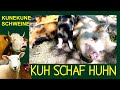 Kunekune Schweine Im Portrait KUH SCHAF HUHN Folge 13 Neuseeländische Weideschweine Zucht Haltung