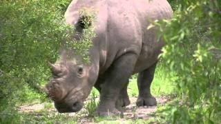 preview picture of video 'Black Rhino at Mala Mala, South Africa'