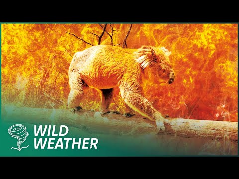 Australia: The Wildfires Making The Country Uninhabitable | Angry Planet