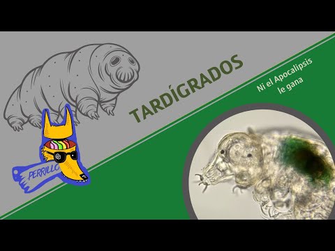 Tardigrades: Tusked Microbiology | Ep 127 | TUSSED CULTURE