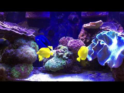 How I Keep Many Tangs in a Relatively Small Tank - AmericanReef ReefKeeping Video