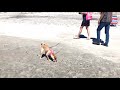 Kit Kat Goes To The Beach