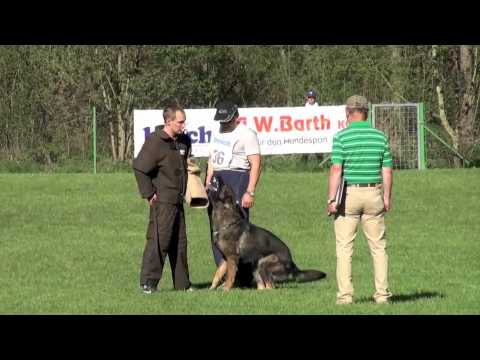 Hank vom Weinbergblick - 7 Länder Wettkampf 2012 - Abt. C 99 Punkte