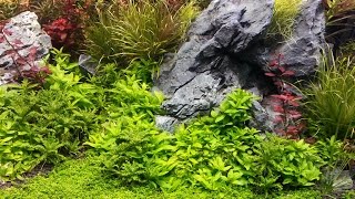 How To Grow : Dwarf Baby Tears  Hemianthus callitrichoides 'Cuba'