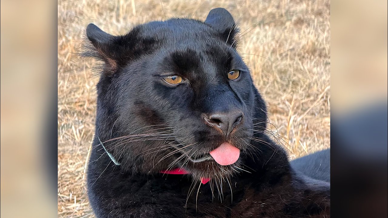 How Luna's appetite has changed / Talking video 😸(ENG SUB)