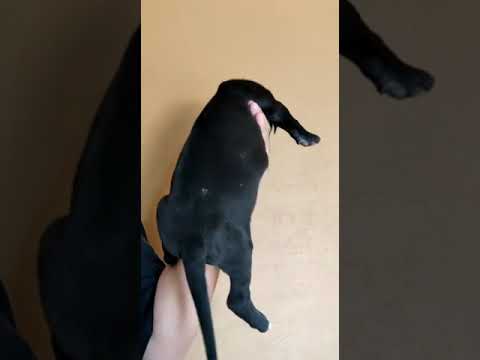 Black beauty Great Dane baby