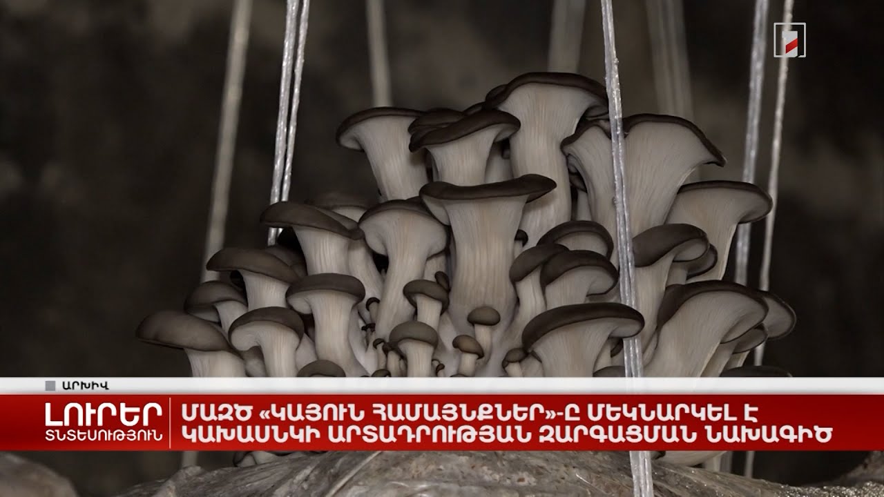 ՄԱԶԾ «Կայուն համայնքները» մեկնարկել է կախասնկի արտադրության զարգացման նախագիծ