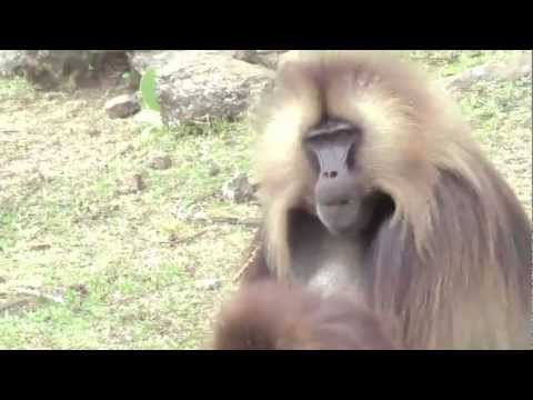 Gelada lip smacks and wobbles