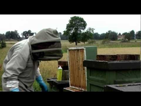 Skattning med biblås i Västergötland