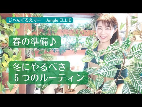 冬の間ディプラデニアを維持するにはどうすればよいですか？手入れのためにいつ持ち込むのですか？  庭園