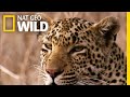 The Leopard Is A Pouncer Not A Chaser Nat Geo Wild