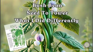 Bush Bean Tower Round 2 What I Did Differently for Better Harvest!#TowerGarden #VerticalFarming