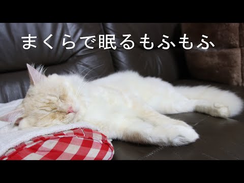 まるで人間みたいに枕を使って眠る、綿あめみたいな猫さんのサムネイル画像