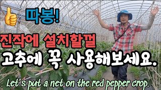 진작에 할껄! 너무 작업이 편해진 고추따기 Let's put a net on the red pepper cr…