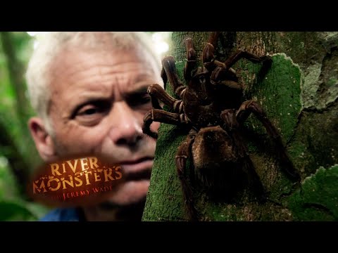 The Largest Spider In The World | SPECIAL EPISODE | River Monsters
