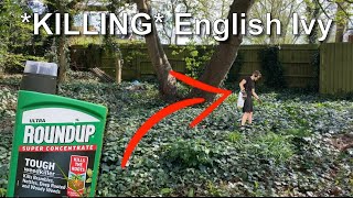 OUT OF CONTROL English Ivy - Using ROUNDUP to KILL Ivy