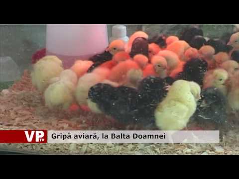 Gripă aviară, la Balta Doamnei