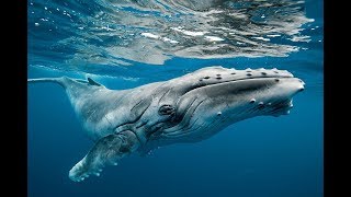 Ara Geçiş Fosilleri ve Türleri: Balinalar