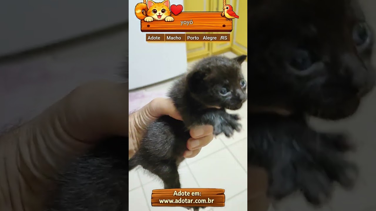 Gato raça SRD-ViraLata idade Abaixo de 2 meses nome yoyô