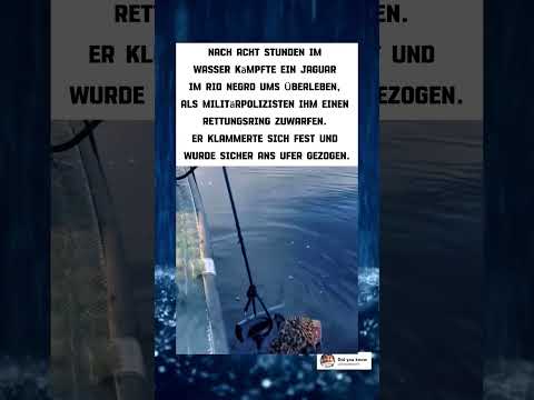 Unglaublich! Dieser Jaguar kämpfte 8 Stunden im Wasser 🐆💦