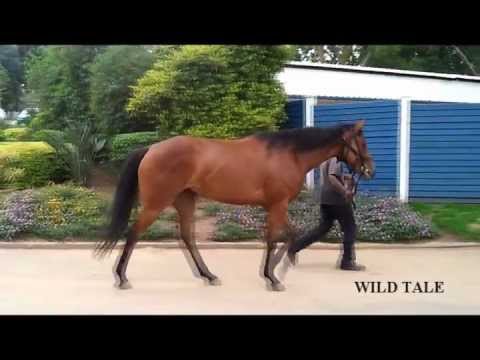 Team G Racing Syndicate update