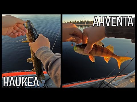 HAUKEA JA AHVENTA JIGILLÄ - VALMIIT JIGISETIT NYT BAITSILTA!