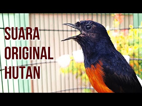 TERBUKTI AMPUH untuk memikat murai batu BENGONG dan KURANG SETAMINA