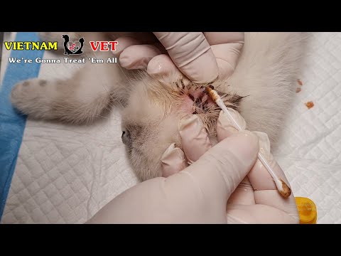 How to treat for Ear Infection of Kittens and Cats