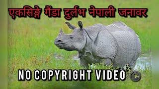 Download lagu Rhino No Copyright Video ©️ Rhino Royalty Free Stock Footage - No Copyright Free Video mp3