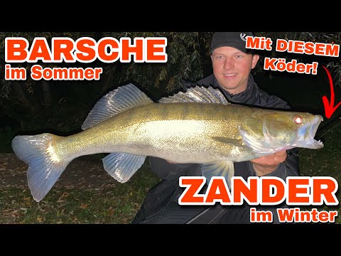 Fishing with twitchbaits for perch and zander!