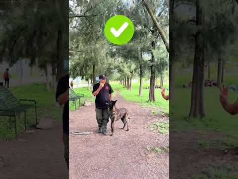 Reto de obediencia a Pastor Holandés dio giro inesperado 😱 #perros #pastorholandes #mascotas