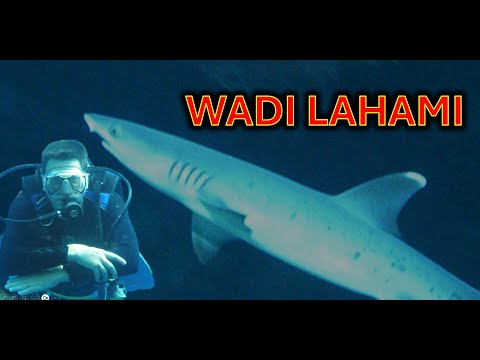 Wadi Lahami highlights - Egypt diving