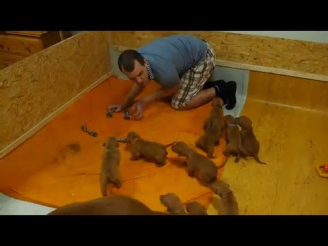 Come to me babies, 25 days old Hungarian Vizsla puppies