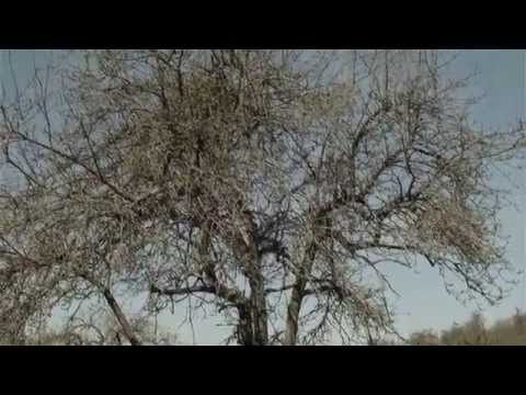 Obstbaum richtig schneiden - Obstbaumschnitt, Erhaltungsschnitt (Sanierungsschnitt) alter Obstbäume