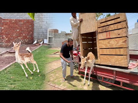 Surprise Animal Agiya😍Mini Zoo Main Beautiful Deer❤️