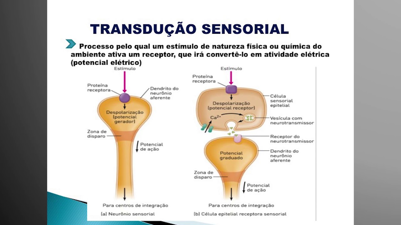 Vídeo Aula 1- Introdução aos Sistemas Sensoriais